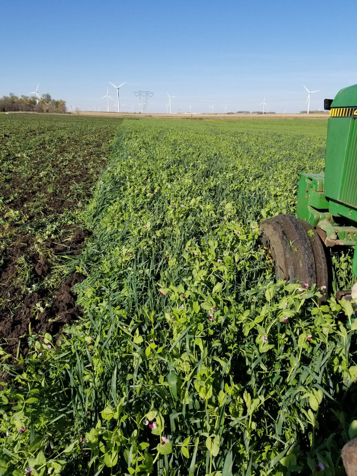 Organic corn 1